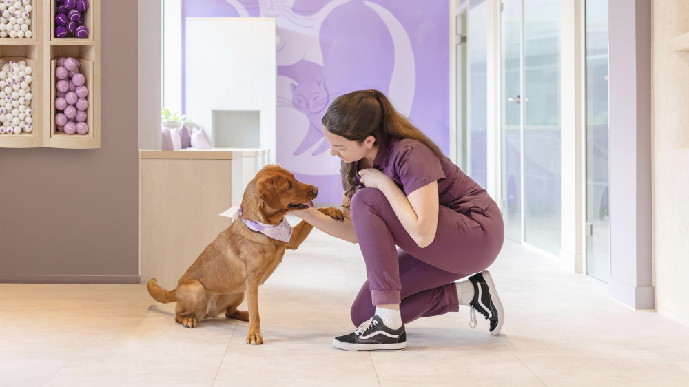Twickenham pet owners urged to protect dogs as temperatures rise (credit: Creature Comforts Twickenham).