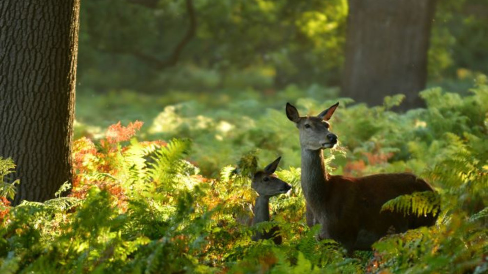 Deer are one of Richmond Park's most iconic and valued features (credit: The Royal Parks).