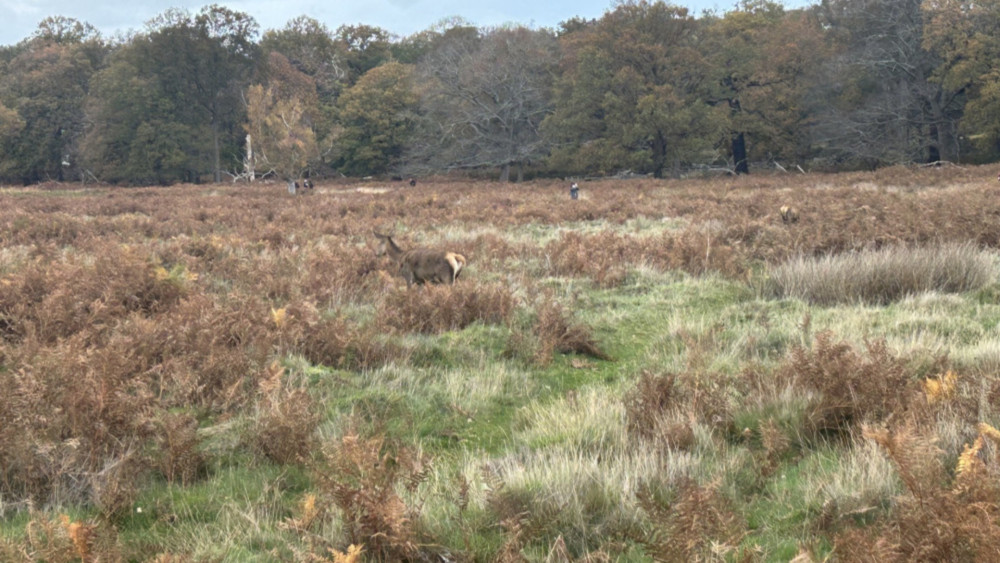 Deer are one of Richmond Park's most iconic and valued features (credit: Nub News).