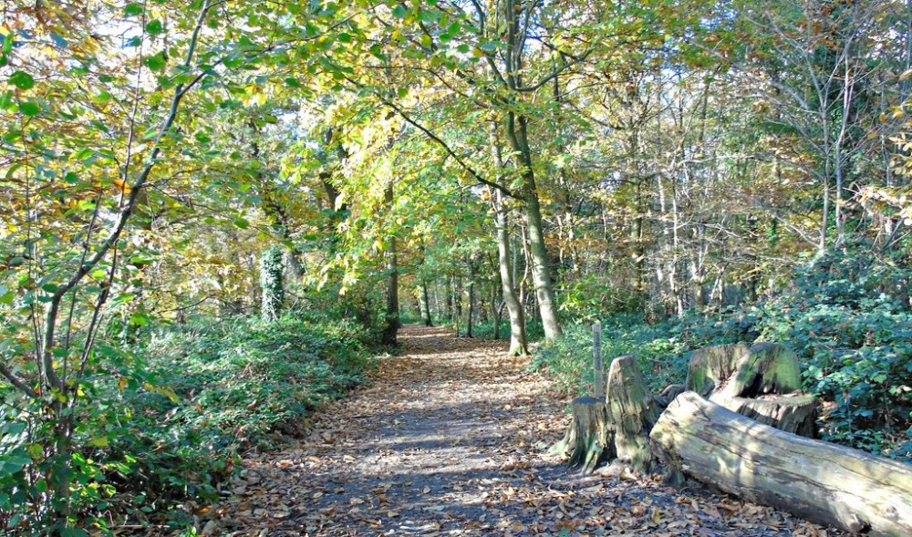 Crackley Wood has received yet another Green Flag Award (image by AJD)