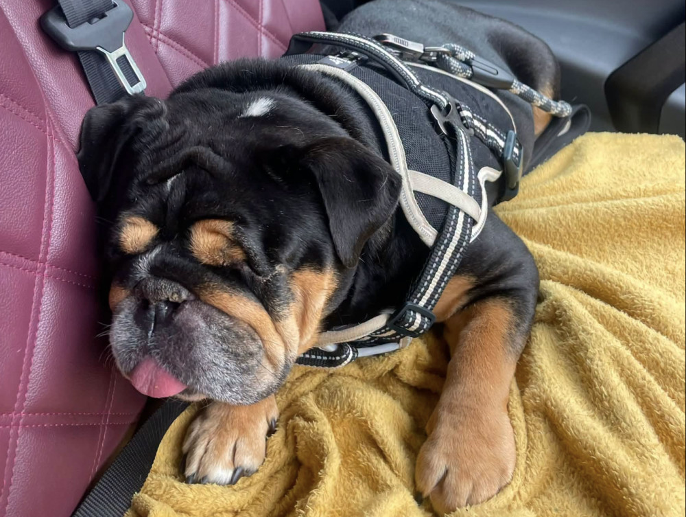 Leamington dog rescuer Philip Gregory raises £2,717 of £3,500 for Dolly, a blind bulldog he rescued, deep in needing surgery (image via Philip Gregory)