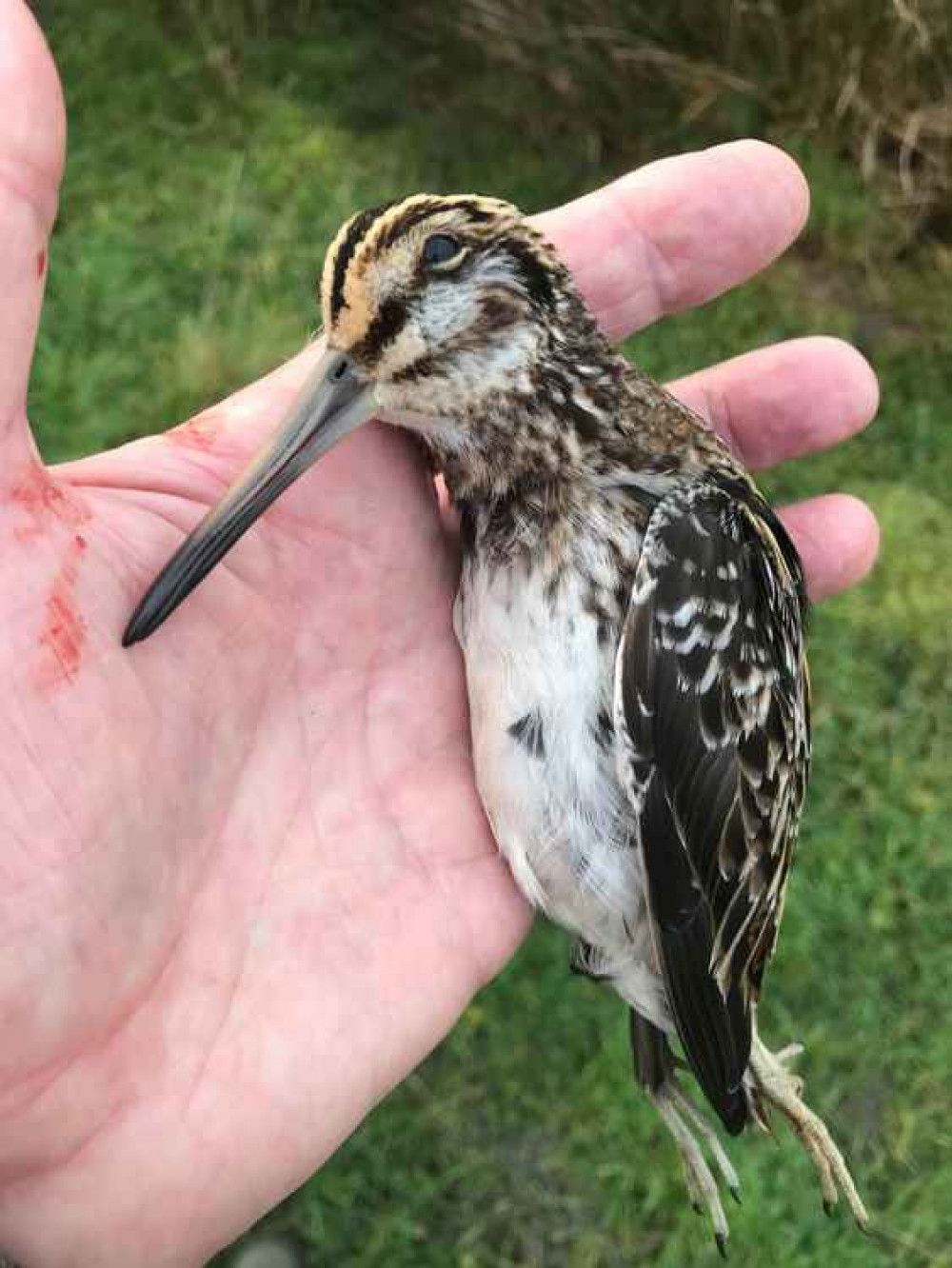 A common snipe shot dead in Alsager during lockdown, late January 2021 A common snipe shot dead in Alsager during lockdown, late January 2021