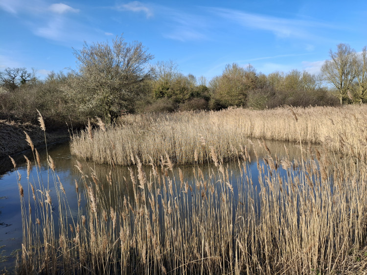 Ironworks Meadow Nature Day