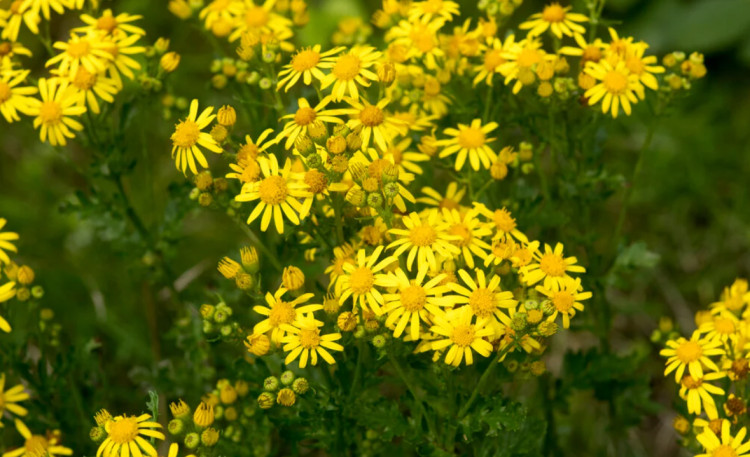 Authorities are warning about a wild flower that is harmful to livestock (Photo: RHA)