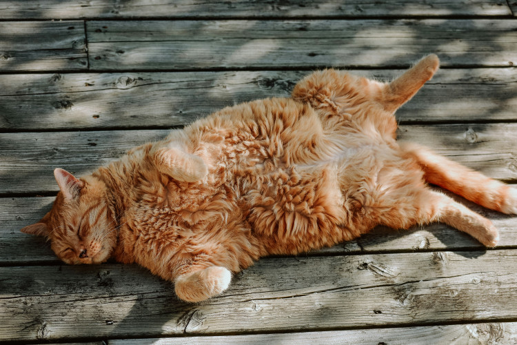 Wells cat photography competition opens for Nurture Vet Hospital open day (Unsplash) 