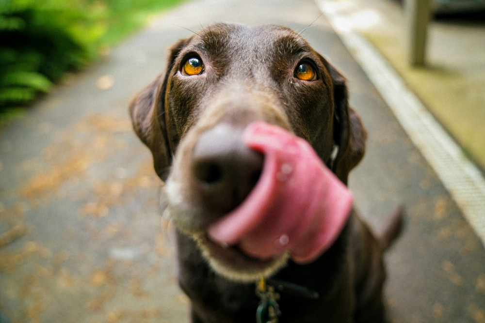 Nurture Veterinary Hospital warns Wells dog owners: New livestock laws enforce short leads, limitless fines, police powers, and stricter controls.