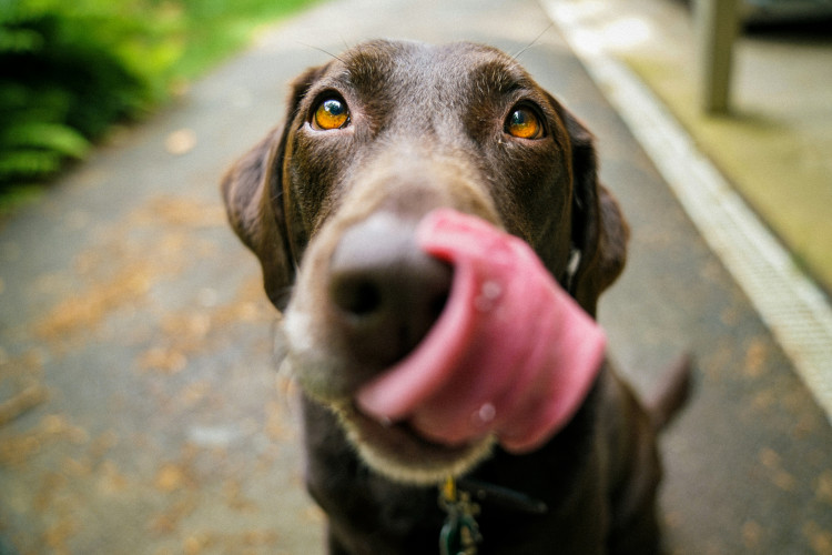 Nurture Veterinary Hospital warns Wells dog owners: New livestock laws enforce short leads, limitless fines, police powers, and stricter controls.