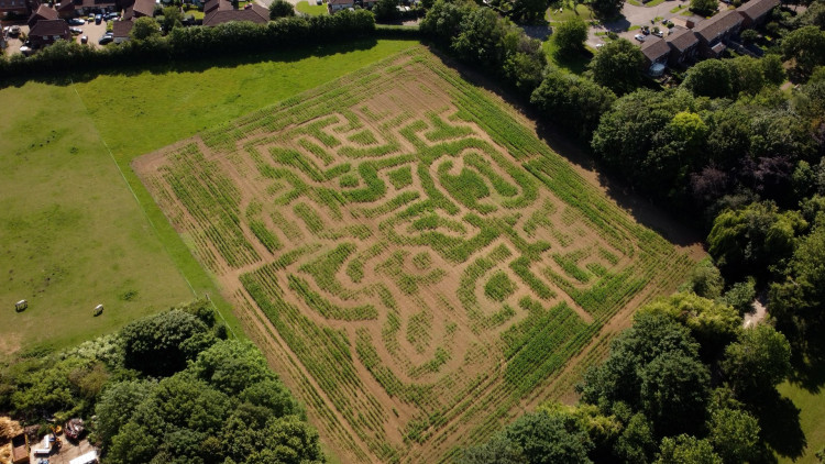 New “a-maize-ing” feature… 