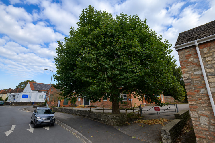 The protected London Plane will be removed after years of investigations, advice and council approval.