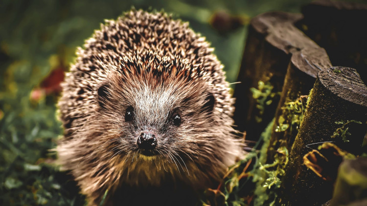 Have you thought about donating? (image via Alexas Fotos on Pexels)