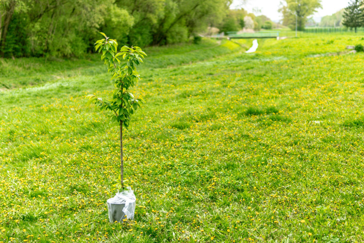 Reimagining the Levels is offering support for Somerset tree, shrub, woodland, hedgerow, shelterbelt and screening planting projects in 2026/27.