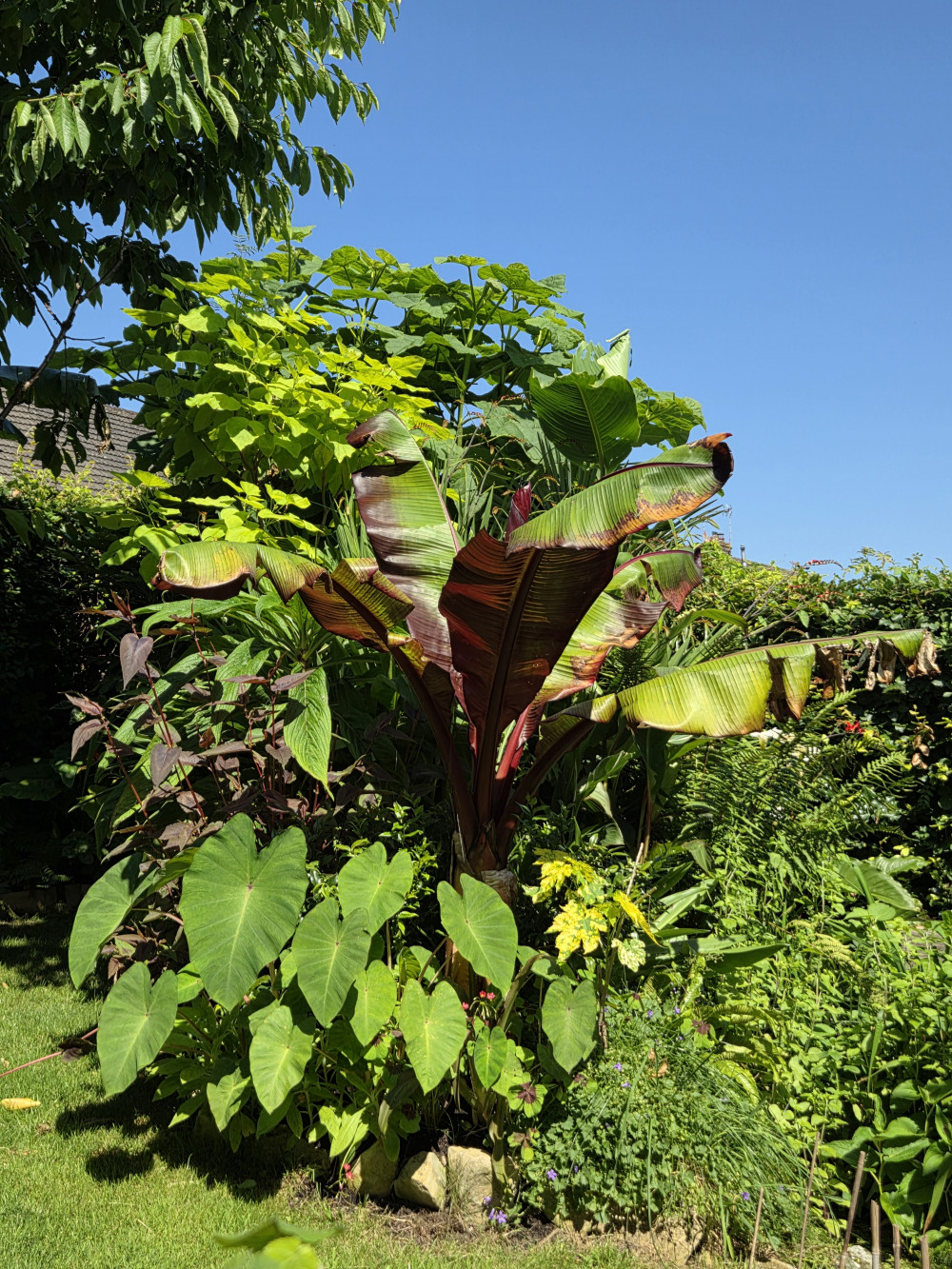 National Garden Scheme