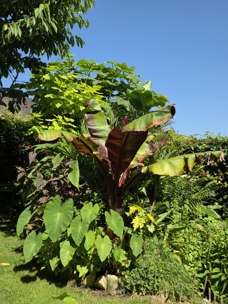 National Garden Scheme