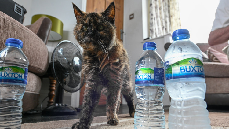 Millie - a 31-year-old cat thought by her owner to be the oldest in the world - is still going strong in Stockport (Image - SWNS)