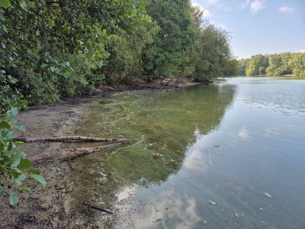 Blue-green algae has been spotted in the lake at Brereton Heath Local Nature Reserve (Credit: Cheshire East Countryside Ranger Service)