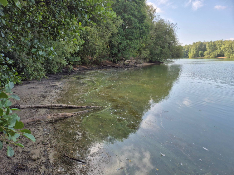 Blue-green algae has been spotted in the lake at Brereton Heath Local Nature Reserve (Credit: Cheshire East Countryside Ranger Service)
