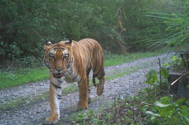 As tiger habitats shrink, encounters between big cats and nearby communities have become more frequent (Image via: Chester Zoo)