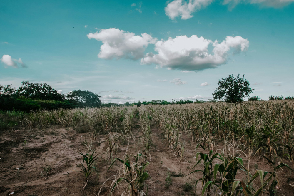 Somerset has officially been declared in drought after southern England received just 1% of its expected July rainfall. (Image: Unsplash) 