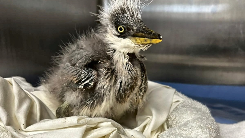 Hetty is the smallest heron chick to ever be admitted at Nantwich's RSPCA Stapeley Grange Wildlife Centre (Photo: RSPCA).