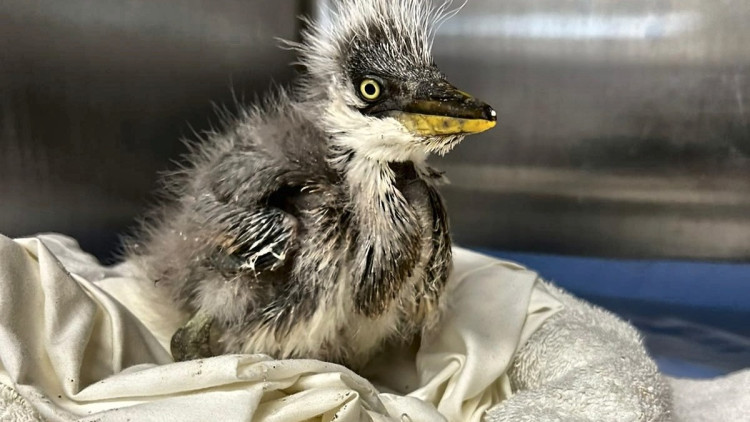 Hetty is the smallest heron chick to ever be admitted at Nantwich's RSPCA Stapeley Grange Wildlife Centre (Photo: RSPCA).
