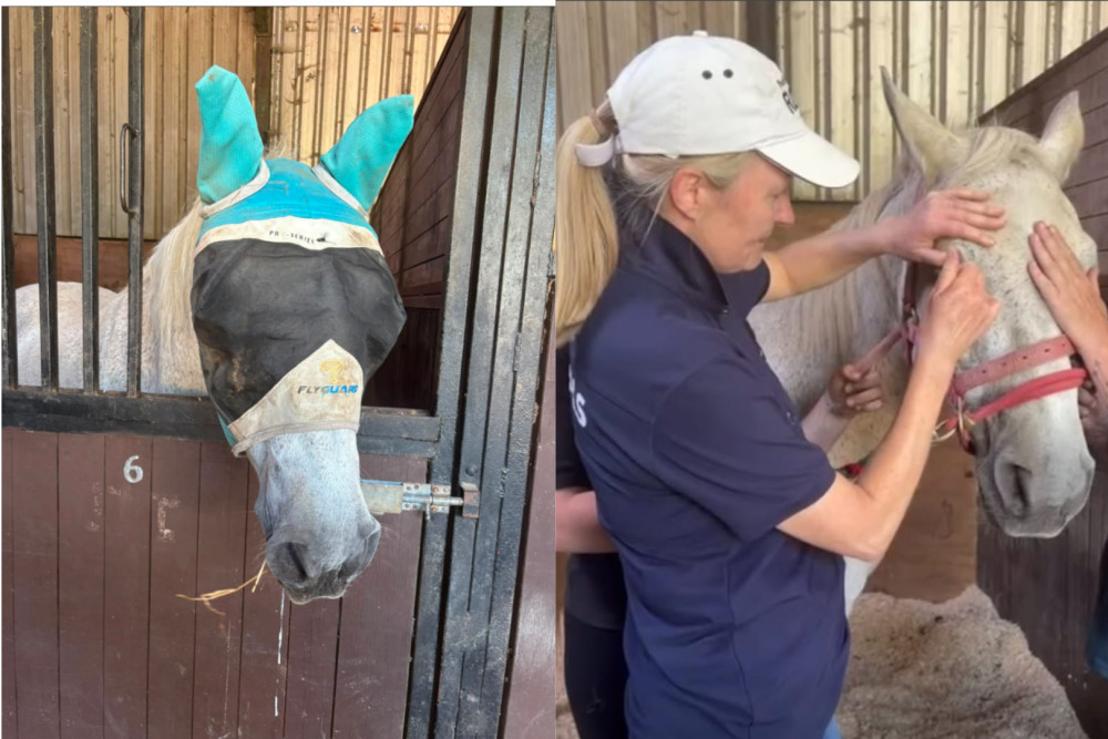 Trigger has been at Teddington's Park Lane Stables since 2008 (Credit: Park Lane Stables)
