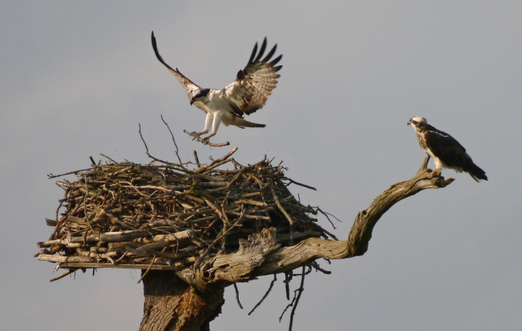 Burley Estate in Rutland celebrate big milestone in osprey conservation (Photo: John Wright)