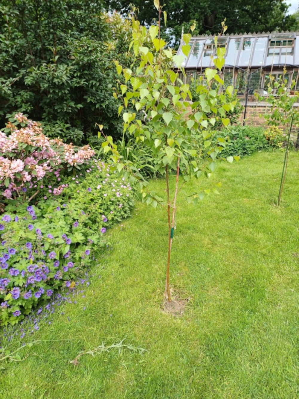 Earlier this summer, North Herts residents were invited to apply for a share of 5,000 trees allocated to the district as part of the county-wide giveaway.