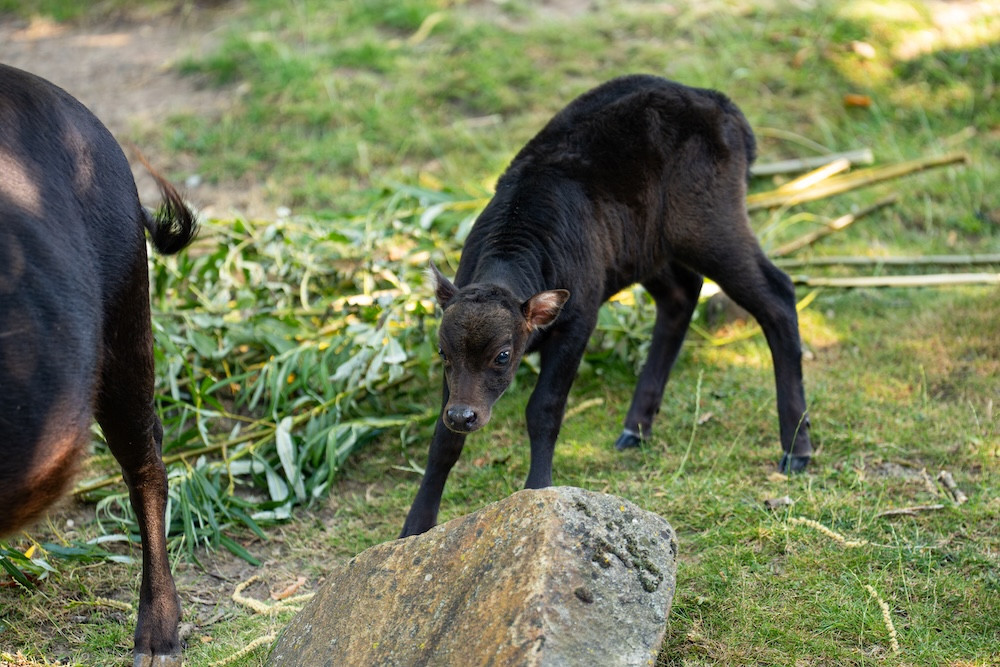 Mentari has ventured outside for the first time, with the milestone captured on camera (Image via: Chester Zoo)