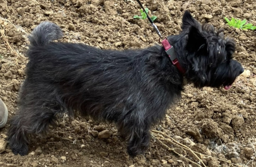 Maddie the dog sparked concern after straying into dense undergrowth beside the railway 