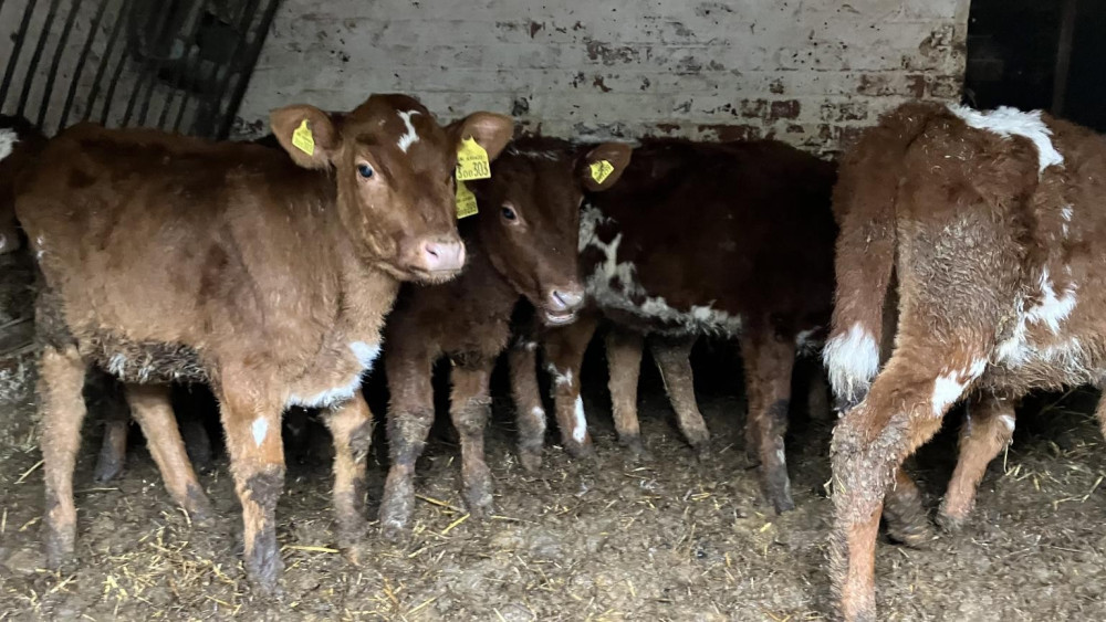 Some of the cattle had to be put down (image via Staffordshire County Council)