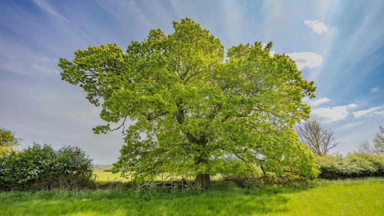 Rutland's 'Bomber Oak' has been shortlisted for the Tree of the Year award (Photo: James Reader Photography)