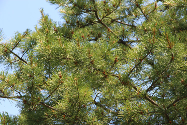 The cedar tree is next to a cottage on Fieldgate Lane (image via pixabay)