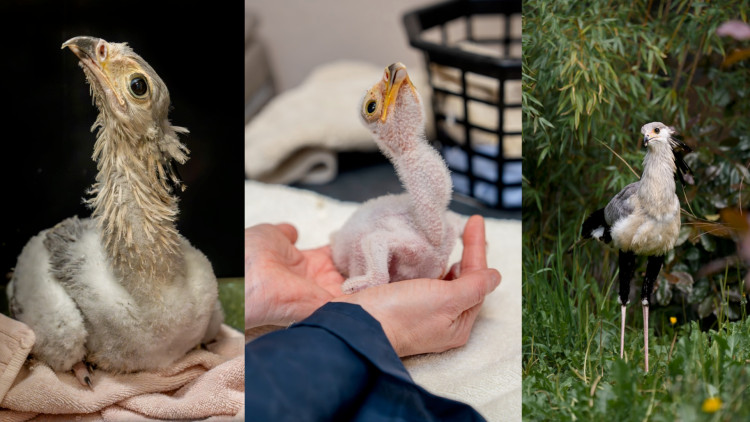 Secretarybirds are among the world's most unusual birds of prey (Images via: Chester Zoo)
