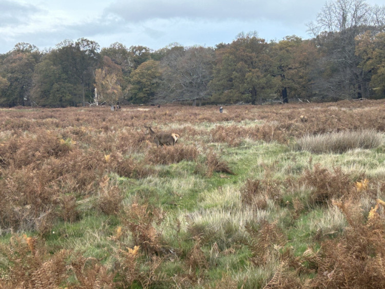 The works will be carried out in the Eastern section of Richmond Park (Credit: Tilly O'Brien)