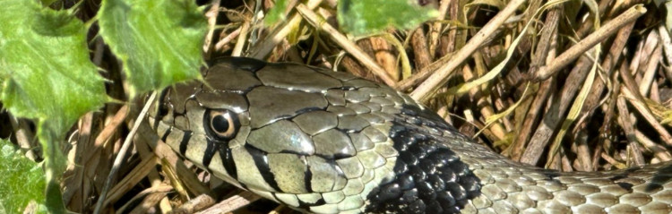 Family Reptile Adventure