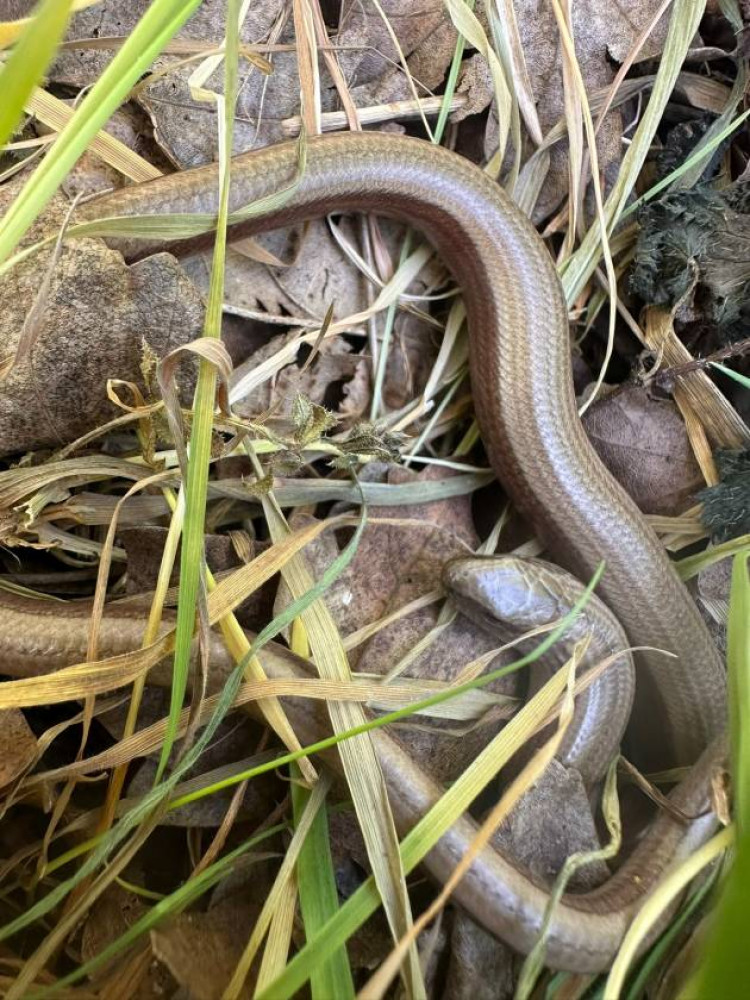 Family Reptile Adventure