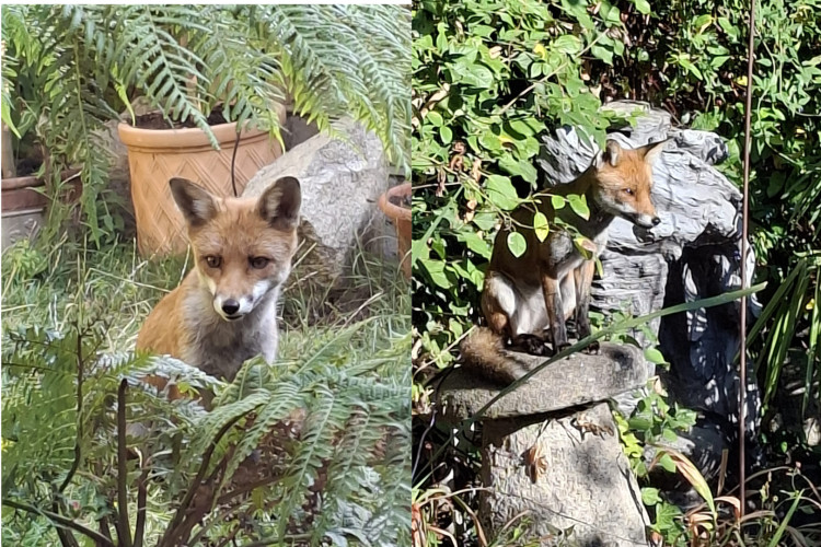Several residents at Kingston's Canbury Park Road have experienced foxes entering their homes (Credit: Neil Christie)