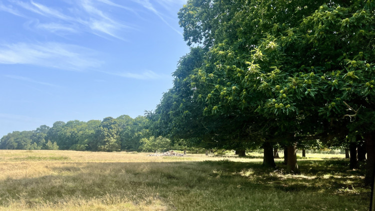The works will be carried out in the Eastern section of Richmond Park (credit: The Royal Parks).