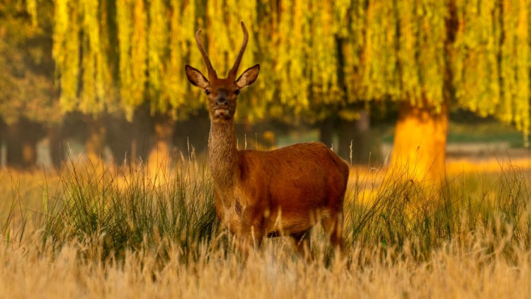 Deer birthing season in Bushy Park finished on 1 August (Credit: Lesley Marshall)