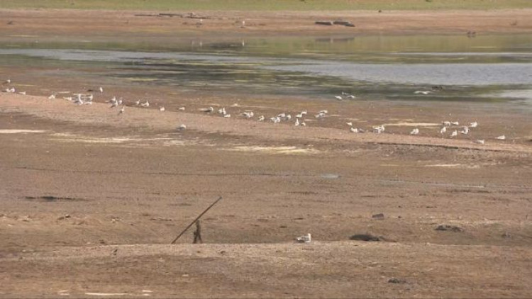 Somerset has been declared in drought after prolonged hot and dry weather, with warnings for rivers, farms, wildlife and water supplies.