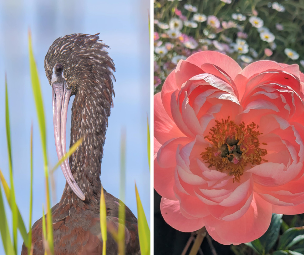 The prize-winning photos (supplied) 