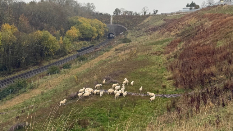 The 'Harbury herd' (image via Network Rail) 