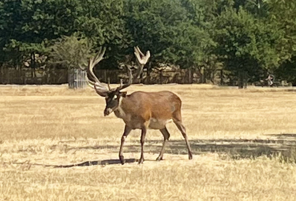 Richmond Park is home to deer (Credit: Freya Reid)