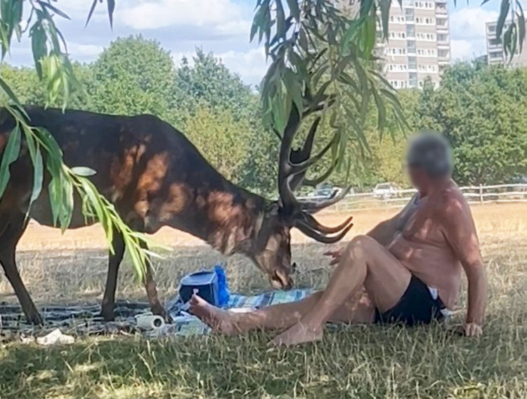 A shirtless man was caught prodding a stag with a stick in Richmond Park (Credit: Freya Reid)