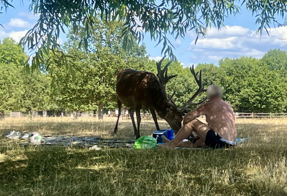 A shirtless man was caught prodding a stag with a stick in Richmond Park (Credit: Freya Reid)