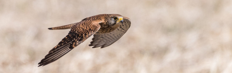 Autumn Birds with Nick Patel