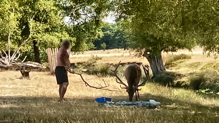 A shirtless man was caught prodding a stag with a stick in Richmond Park (credit: Freya Reid)