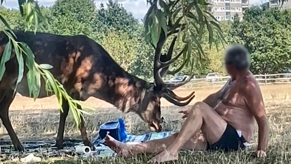 A shirtless man was caught prodding a stag with a stick in Richmond Park (credit: Freya Reid).