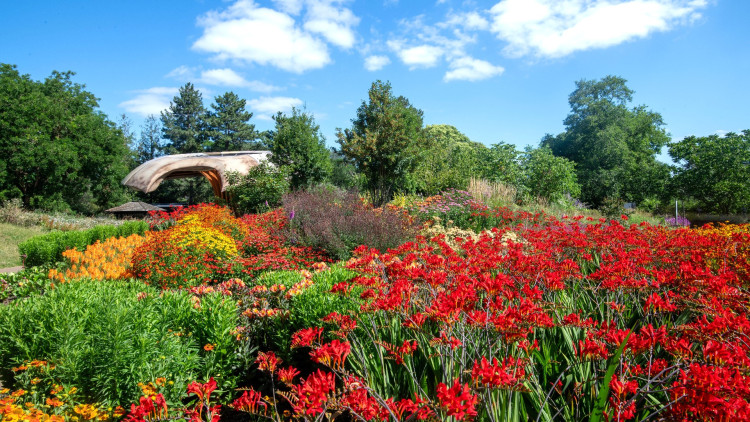 The Carbon Garden turns one featuring over 30 trees and thousands of plants (credit: Jeff Eden/ RBG Kew). 