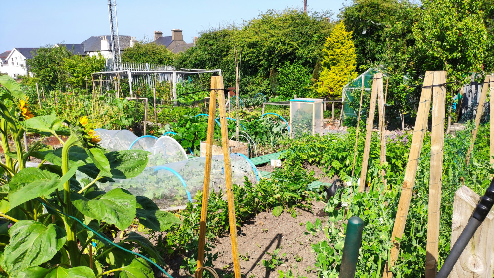 Mr McCurrie, 80, has had a plot at the allotment site on Newboult Road since 2018 but claims he has been forced off the site due to a ‘propaganda war’ (